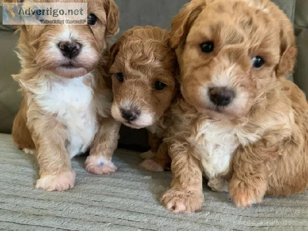 Quality super splendid Maltipoo puppies
