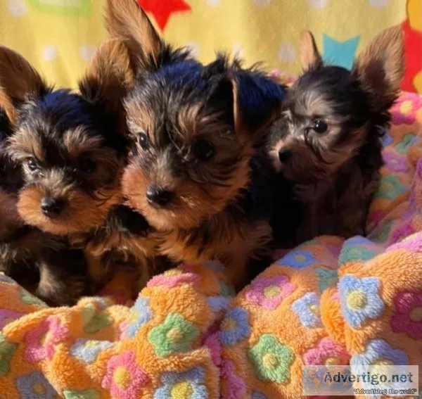 Home-raised Purebred Yorkie Pups. TEXT (715) 903-6434
