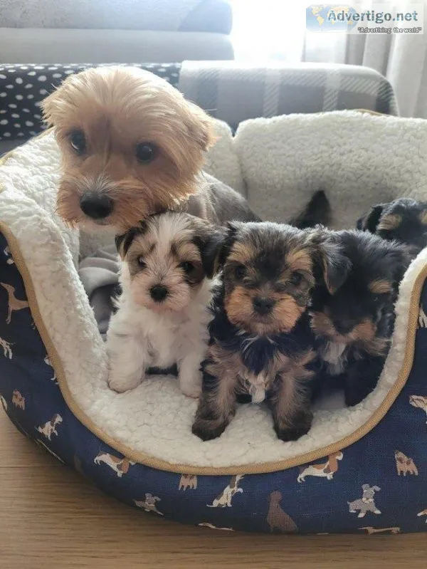 Gorgeous full purebred Yorkshire terrier puppies