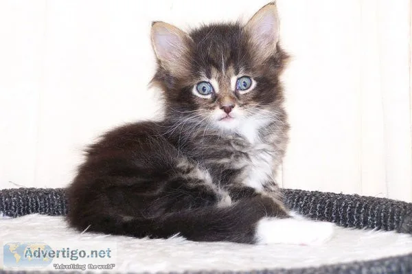 Ica registered maine coon kittens available