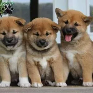 Gavin Shiba Inu For Sale