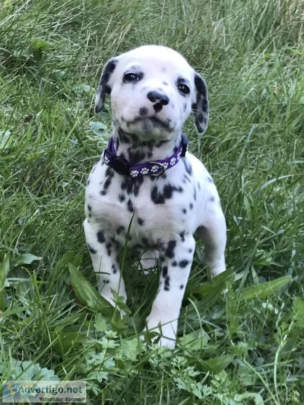 Dalmatians