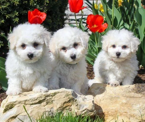 Spring Bichon Frise available