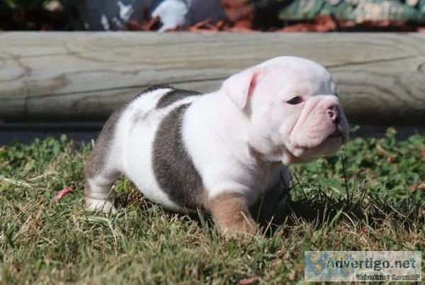 Pure Breed English Bulldog puppies TEXT (218) 307-0216