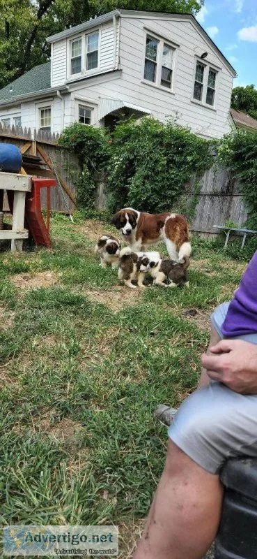 Saint Bernard pups