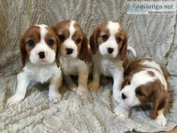 Gorgeous Cavalier King charles Puppies.