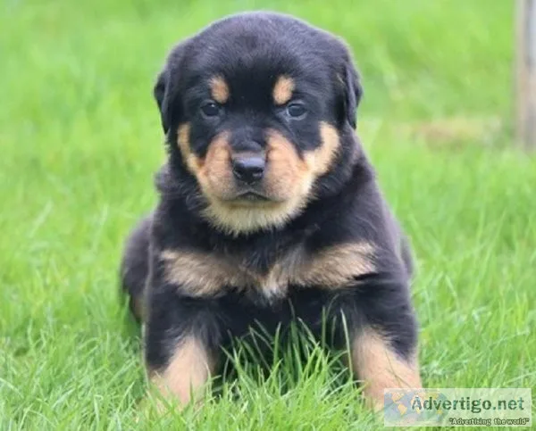 2022 ROTTWEILER PUPPIES FOR YOU NOW