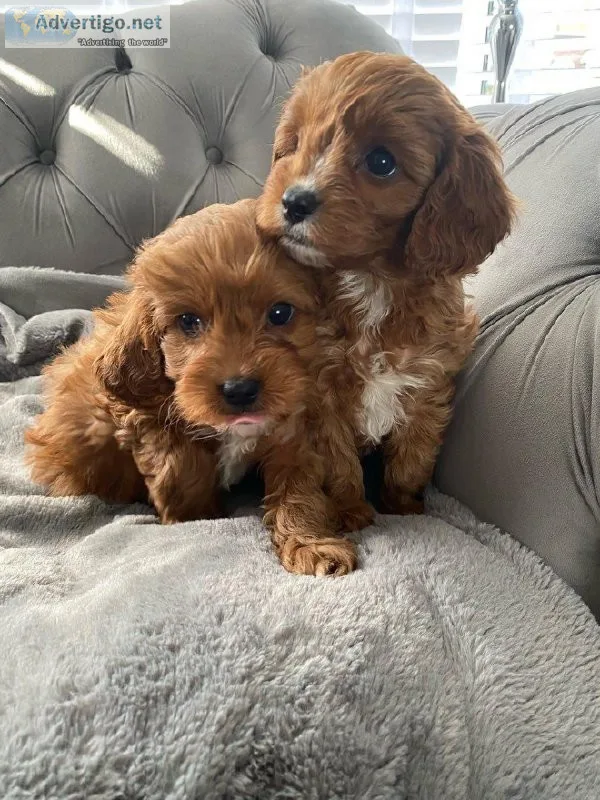 Adorable Cavapoo puppies ready to go