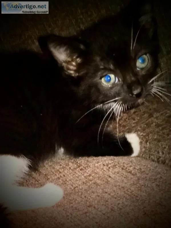 Kitten