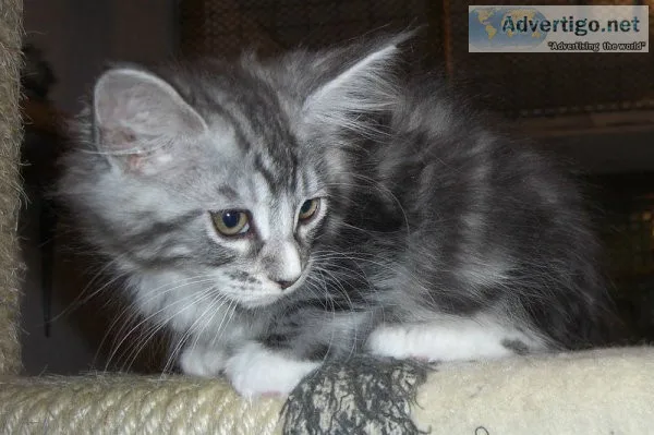 Maine coon kittens for sale
