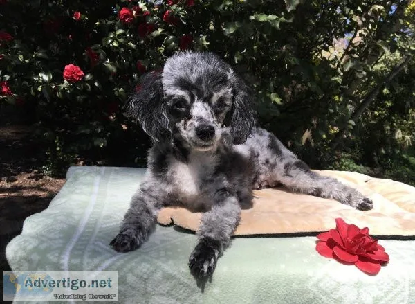 Mini Poodles