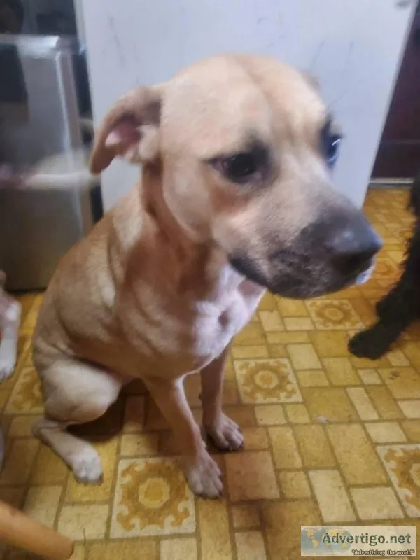 Looking to rehome Nala