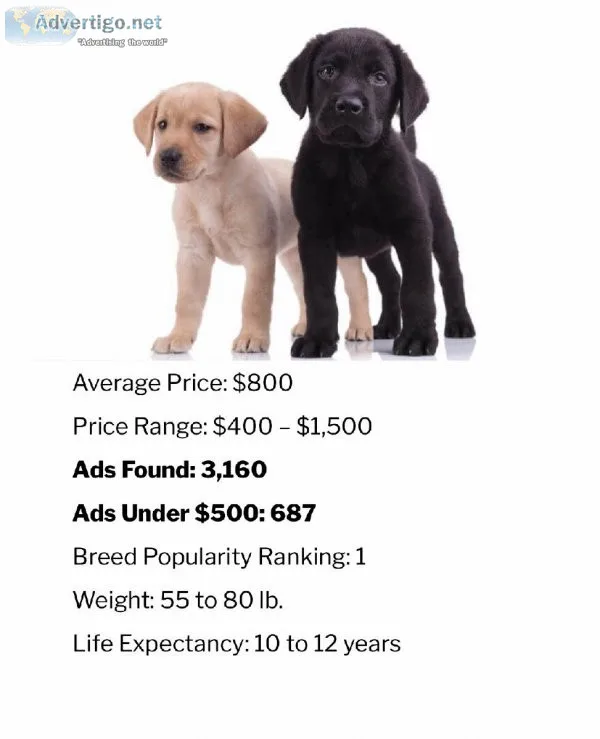 Puppy for sale