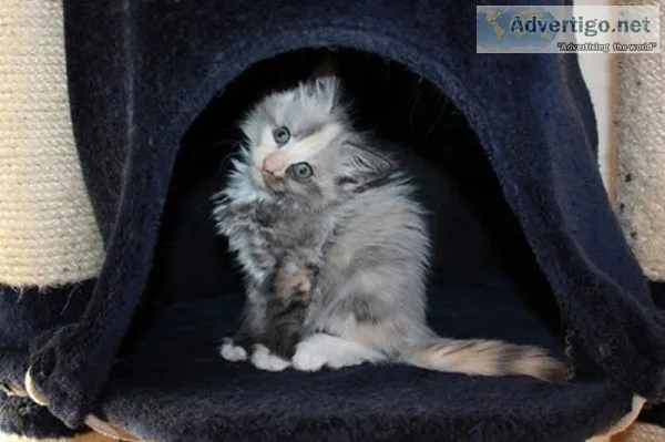 Male and female maine coon kittens