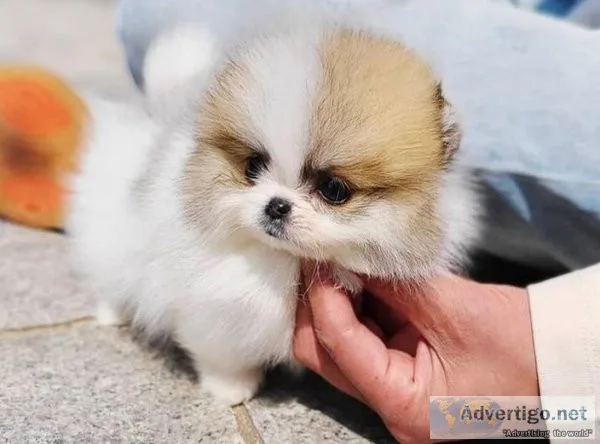 Tiny Pomeranian Puppies TEXT (218) 307-0216