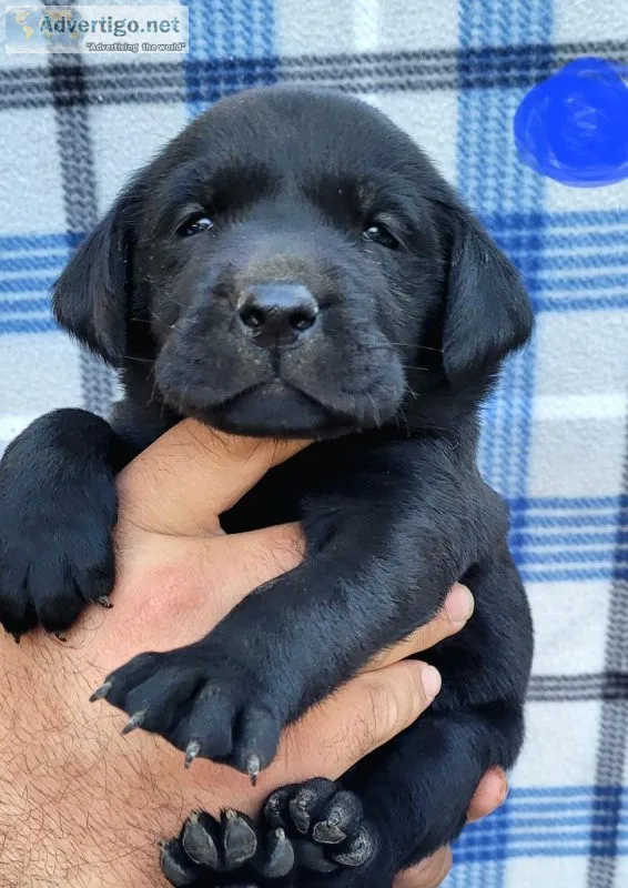 AKC Labrador Retrievers