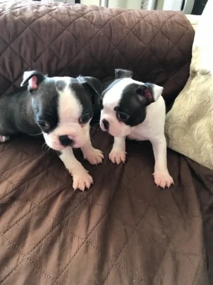 Beautiful Healthy Boston Terrier babies Available.