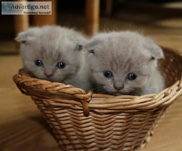 CUTE SCOTTISH FOLD KITTENS