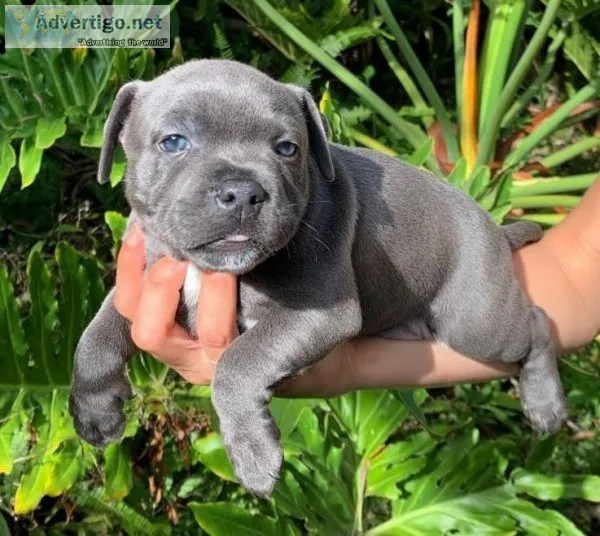 Lovely Staffordshire Bull Terrier pups