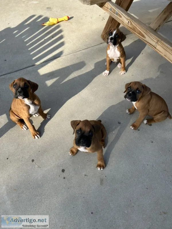 Boxer puppies