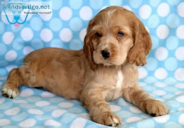 Cocker spaniel puppies