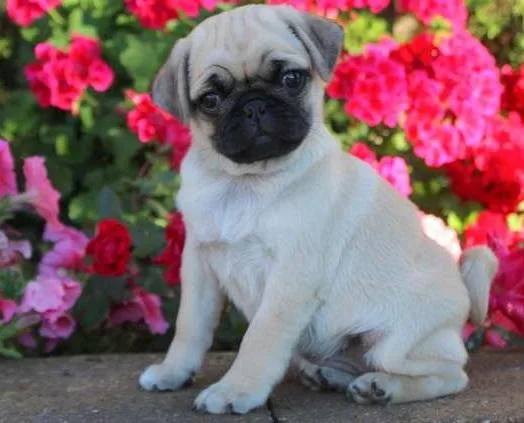 adorable Pug puppy Pearl
