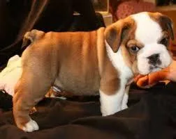 100% Pure English Bulldog puppies
