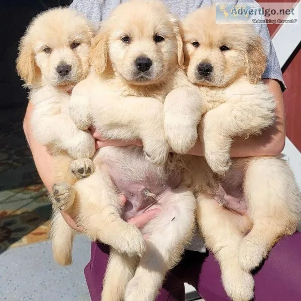 Beautiful Golden Retriever puppy