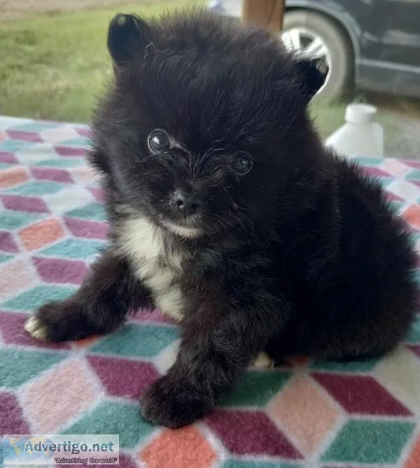 Stunning AKC Male Pomeranian Puppy