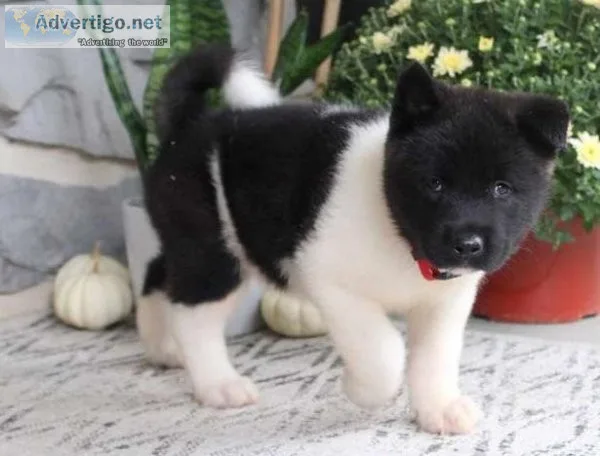 Cooper Akita puppy