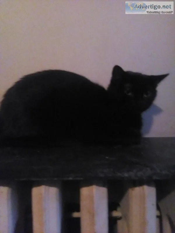 NEED GOOD HOMES FOR CATKITTENS