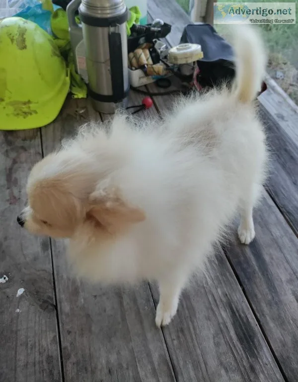 CKC Male Pomeranian Puppy