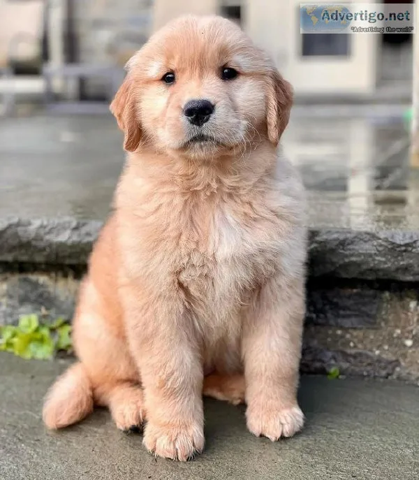 Lovely Golden Retriever