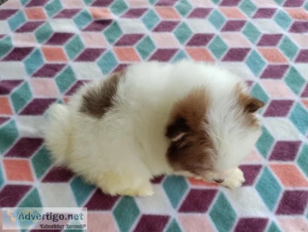 Stunning AKC Female Pomeranian Puppy