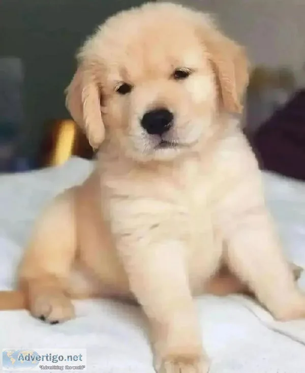 Homecoming Golden Retriever