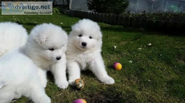 Charming Samoyed Pups