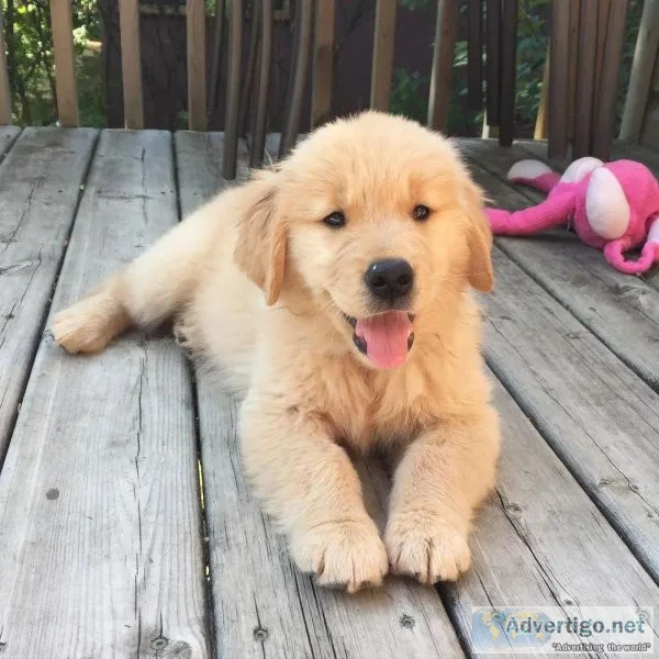Beautiful Golden Retriever-Dixie