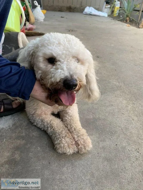 mini white poodle male a year old