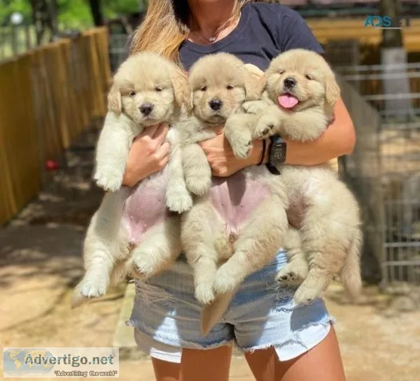 Golden Retriever puppies