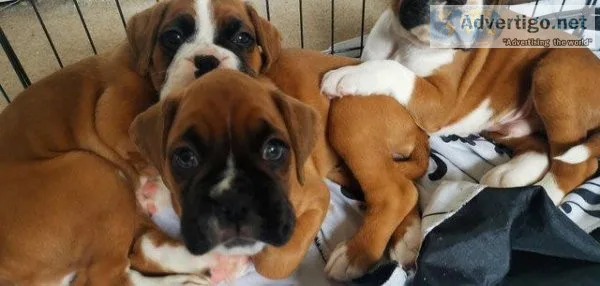 Healthy Purebred Boxer puppies