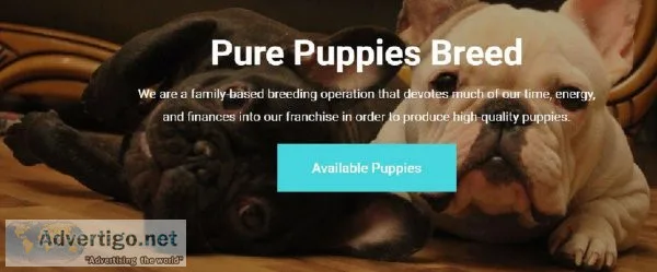 Pure Puppies Breed