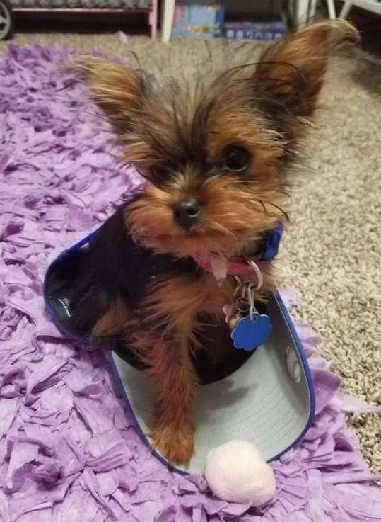 Healthy Tested Male and Female Yorkie pups