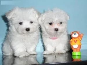 These puppies are vet checked and vaccinated micro chipped