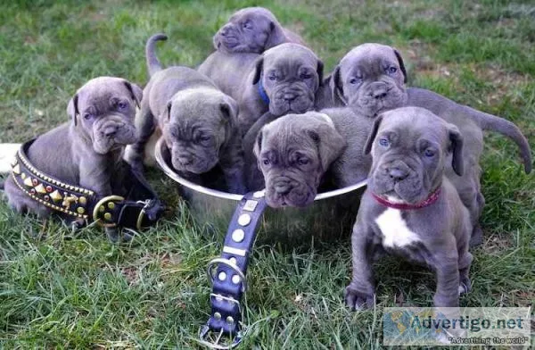 Neopolitan Mastiff puppies