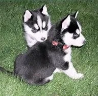 lovely pets for adoption