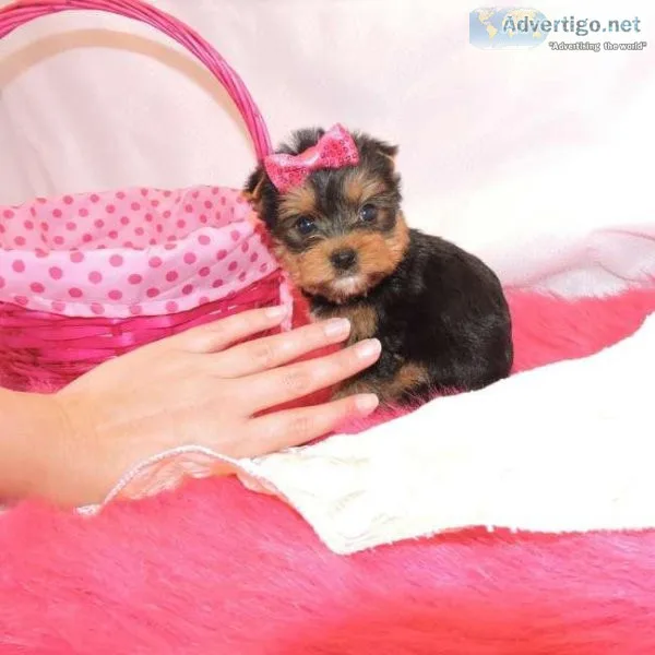 Cute Yorkie puppies