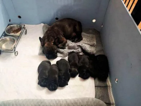 CKC Frenchton Puppues