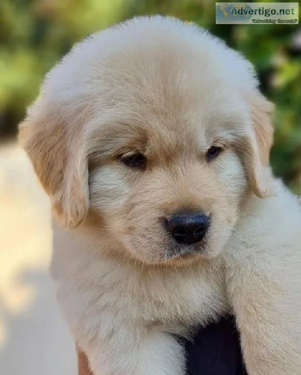 Adorable Golden Retriever