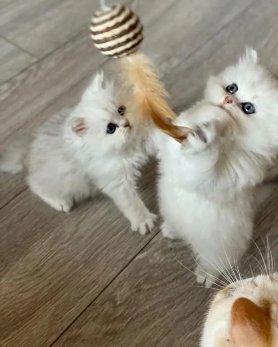 Beautiful Persian Kittens