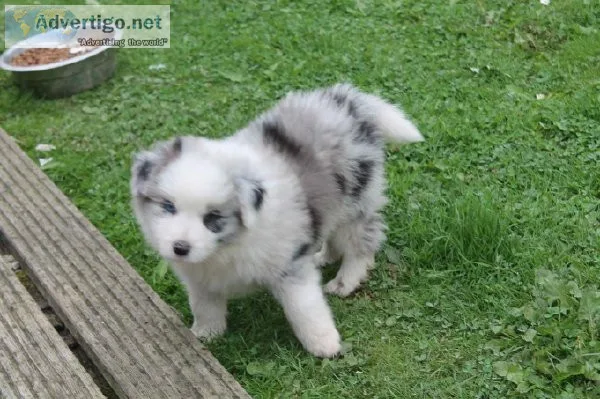 loving and trained Australian shepherd puppies